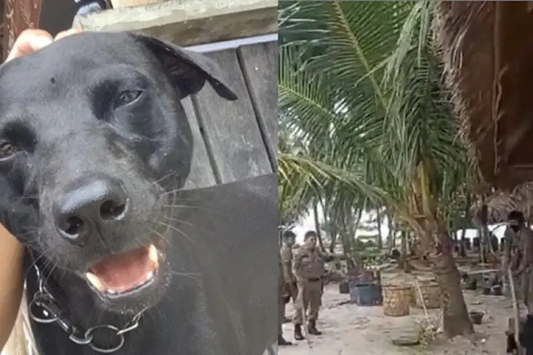 Viral Anjing Peliharaan Warga Diambil Paksa Aparat di Kawasan Wisata Halal