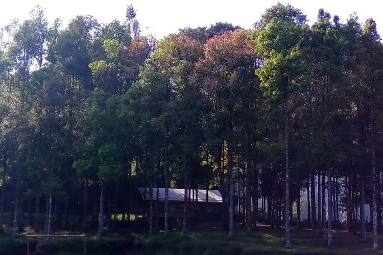 Wajib Coba! Senasasi Berkemah di Bekas Barak Tentara Jepang Bumi Perkemahan Tangsijaya
