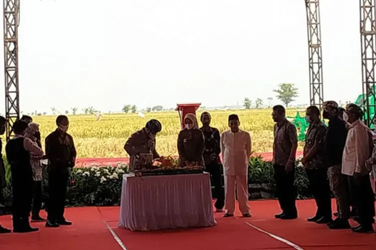 Panen Padi di Cirebon, Syahrul Yasin Limpo: Sektor Pertanian Tumbuh 2,7 Persen