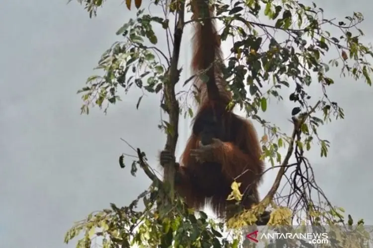 Buntut Kebakaran Hutan, Habitat Orang Utan Kian Terancam