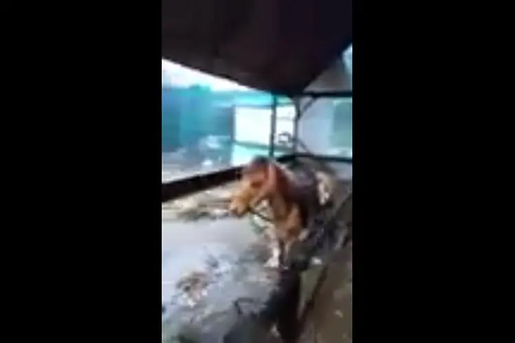 Viral Video Kuda Terseret Banjir Bandang di Lembang Park and Zoo, Begini Penjelasan Pengelola
