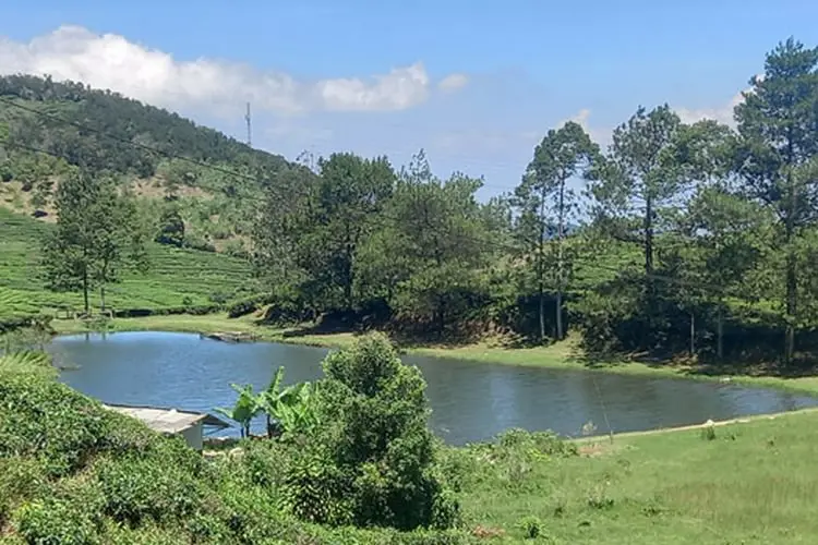 HGU Kebun Teh di Puncak Habis, Sofyan Djalil Tawarkan ke Jakarta dan Kabupaten Bogor