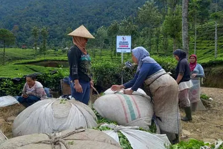 Kementerian Agraria dan Tata Ruang Bidik Kebun Teh Bogor dan Cianjur, Ternyata Ini Rencananya