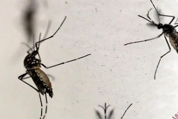 Menular Lewat Gigitan Nyamuk, Kasus Virus Zika di India Melonjak