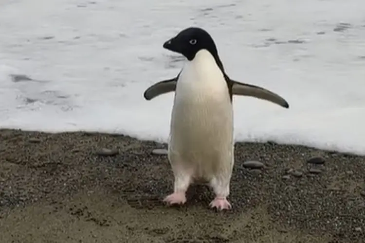 Sempat Dikira Boneka, Penguin Langka Nyasar Sampai Tiga Ribu Km ke Selandia Baru