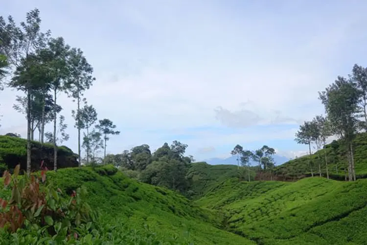 Lahan HGU Kebun Teh yang Diduga Terlantar Ternyata di Cianjur