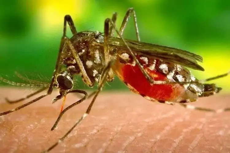 Waspada Demam Berdarah, Cegah dengan Konsumsi Jus Pepaya