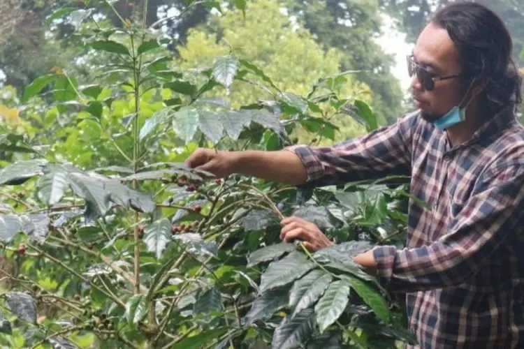 Mantap, Produksi Kopi Robusta di Bogor Capai 4.004 Ton 