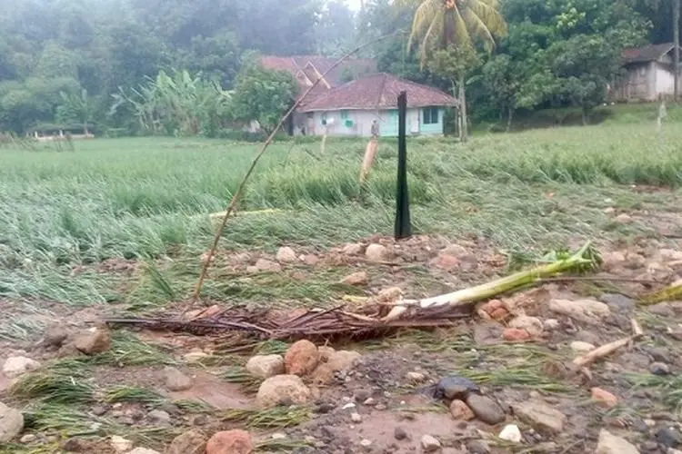 Petani di Kampung Sirnagalih Menjerit, Lahan 4 Hektare Terancam Gagal Panen Usai Diterjang Banjir