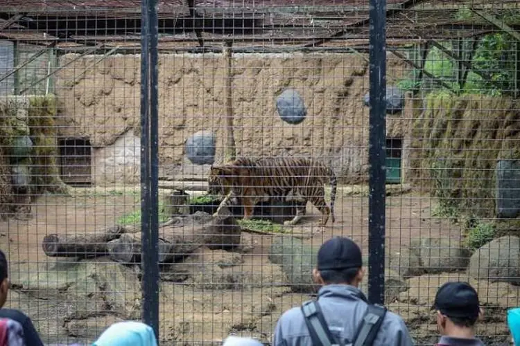 Aaun Instagram Bandung Zoo Diretas, Diduga Dipakai untuk Pengumpulan Dana