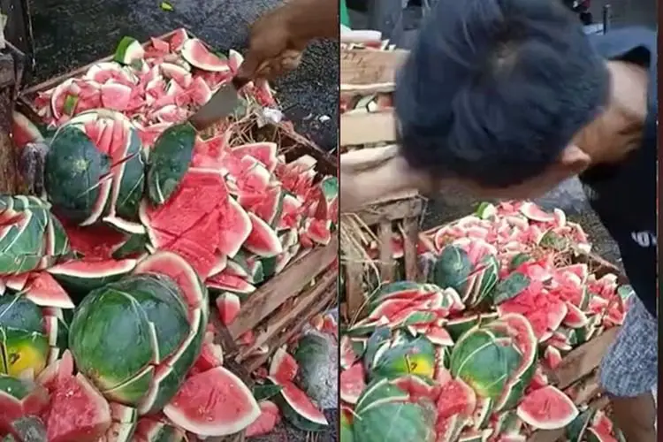 Diduga Merugi, Petani Ini Hancurkan Semangka Hasil Panen