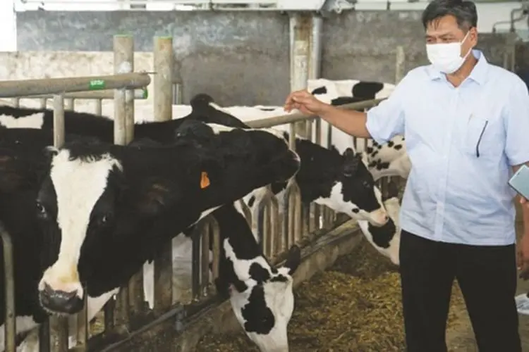Frisian Flag Indonesia Dongkrak Produktivitas Susu