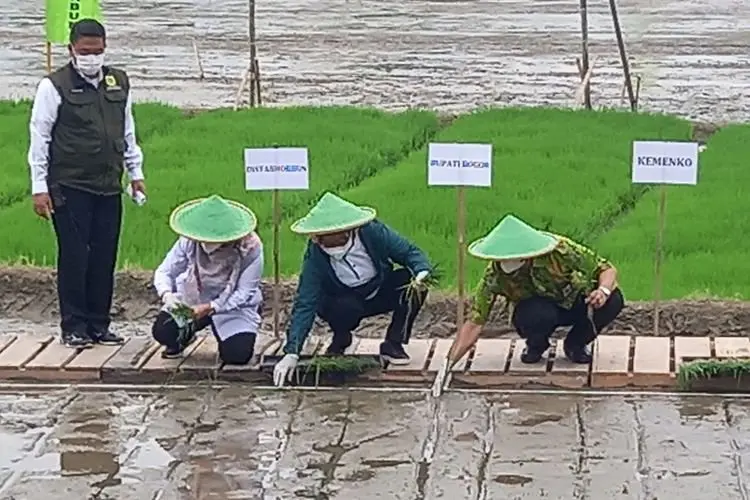 Erick Thohir Kembangkan Makmur di Bogor, Sehektar Lahan Bisa Hasilkan 8 Ton Padi