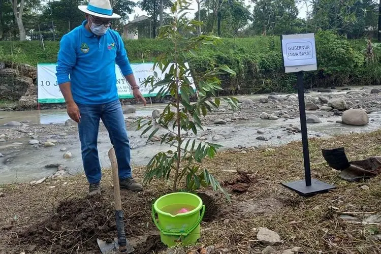 Ridwan Kamil Hijaukan Cileungsi, Separuh Pohon Sumbangan Astra Zaneca untuk Jawa Barat
