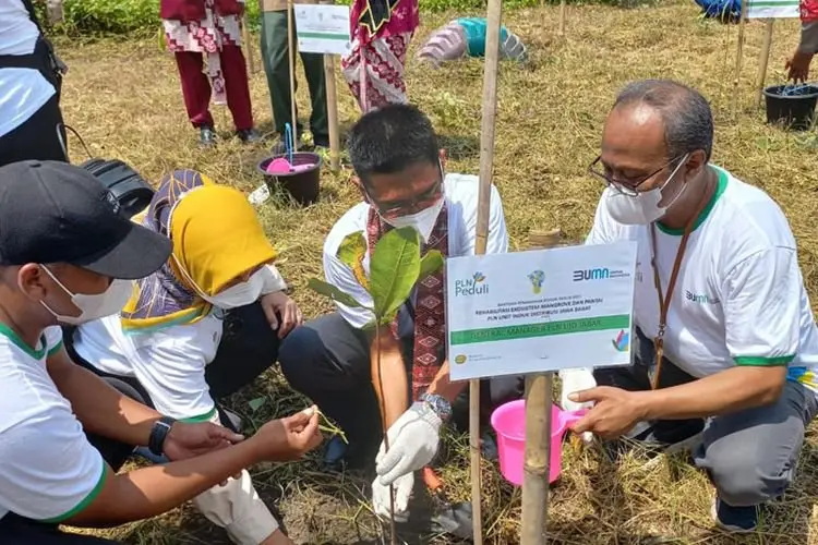 Lestarikan Ekosistem, PLN UID Jabar Tanam 6.000 Mangrove di Pesisir Karangsong