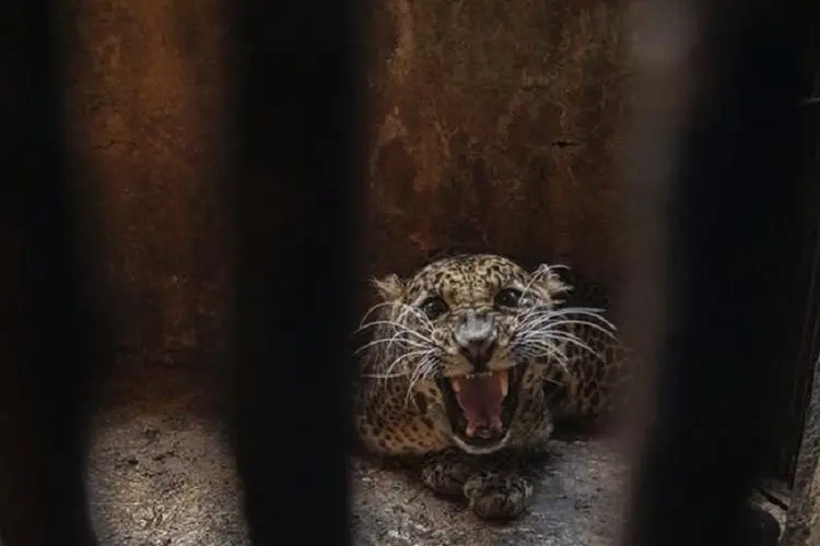 Warga Geger! Macan Tutul Ambruk Tertembak di Kota Bandung