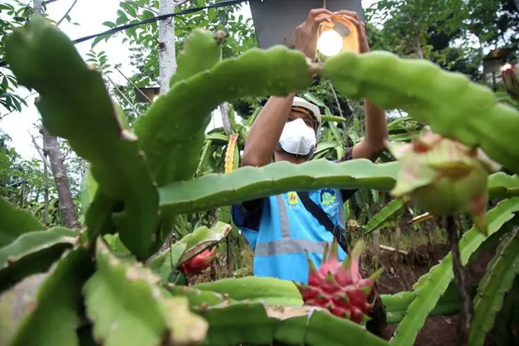 Foto: Program Electrifying Agriculture Mengubah Gaya Hidup Pelaku Usaha di Jawa Barat
