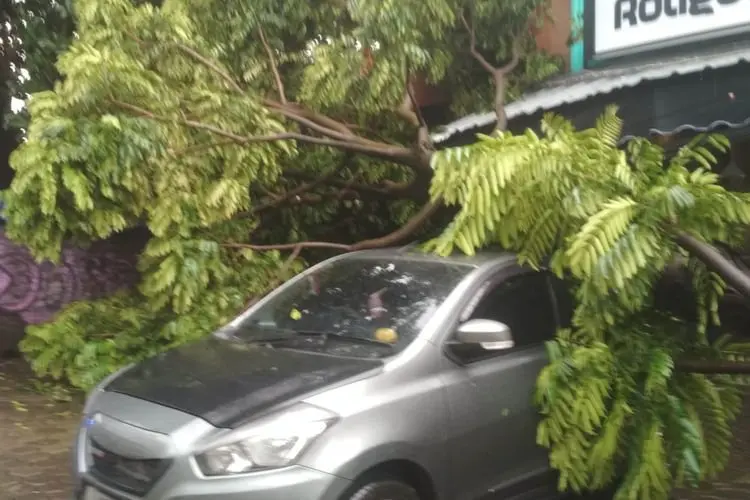 Satu Mobil Ringsek Tertimpa Pohon Tumbang di Bandung