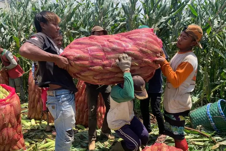 Bawa Berkah, Tradisi Bakar Jagung di Malam Tahun Baru Bikin Petani KBB Raup Untung