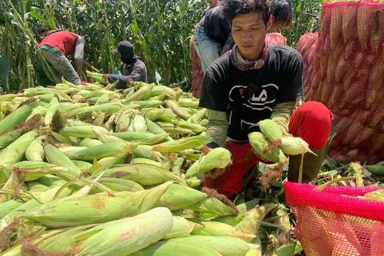 Jelang Tahun Baru 2022, Hasil Pertanian Jagung di Ngamprah Meningkat
