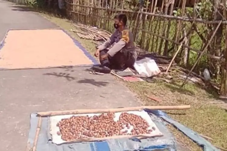 Polisi Ini Rela Jaga Gabah yang Tengah Dijemur agar Para Petani Bisa Vaksin