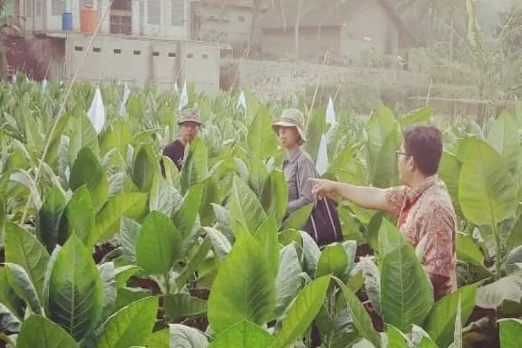 Petani Tembakau Bandung Barat Tak Rasakan Dampak Kenaikkan CHT