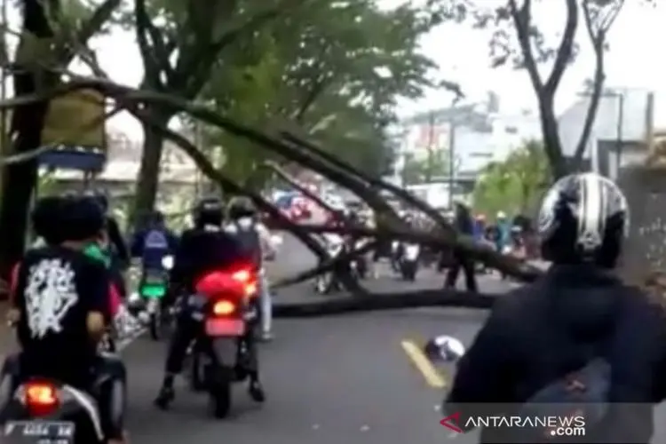 Pohon Tumbang, Jalan Utama Puncak - Cianjur  Sementara  Terputus 