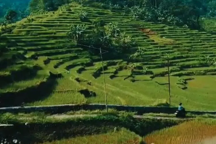 Mau Bersepeda Seperti di Ubud Bali? ke Pamijahan Aja Yuk !