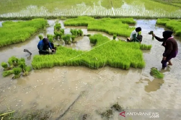 Ribuan Hektare Padi di Aceh Gagal Panen Gegara Banjir