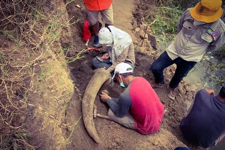 Khawatir Rusak, Tim Peneliti Selamatkan Fosil Hewan Purba di Pulau Sirtwo Waduk Saguling