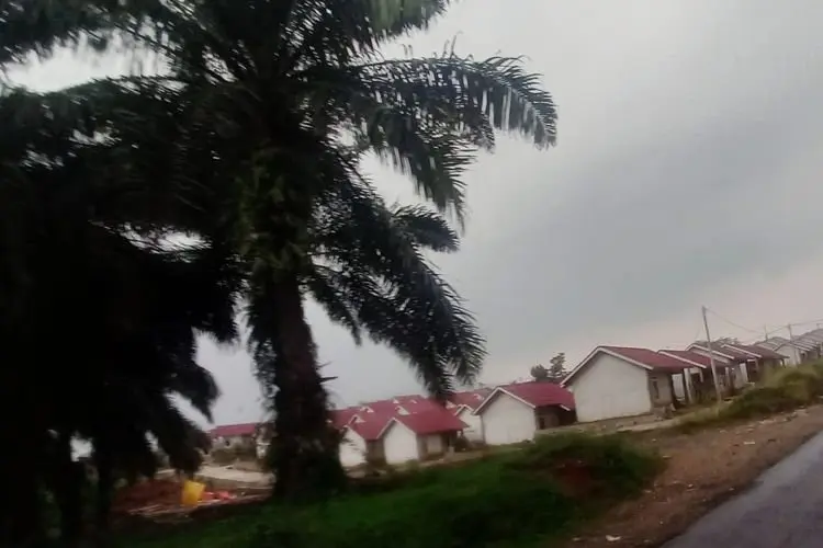 Pemkab Bogor Surati Jokowi Huntap Perkendala Ganti Rugi Pohon Sawit