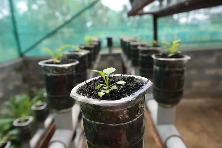 Tanam Sendiri, Panen Sendiri! 9 Tanaman Hidroponik Super Cepat Tumbuh untuk Kebun Mini di Rumah Anda