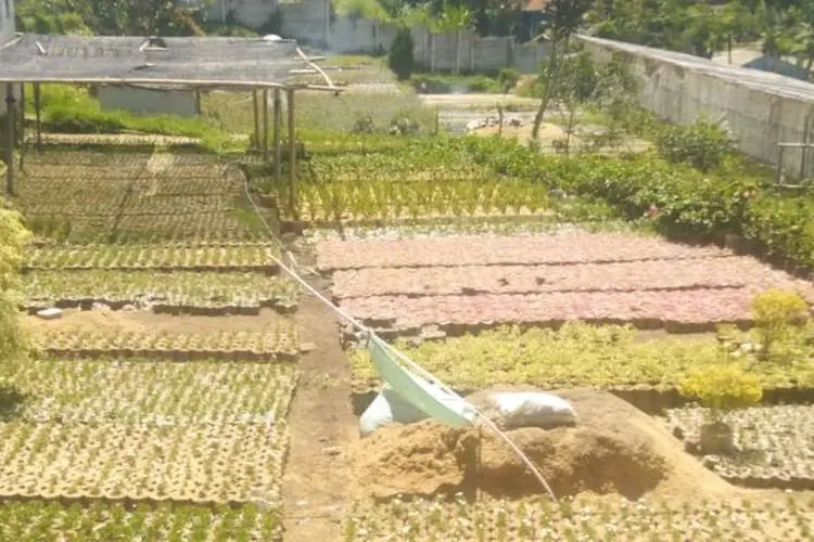 Dongkrak Ekonomi Petani Bunga, Pemkab Bakal Helat Bandung Barat Internasional Flower Festival
