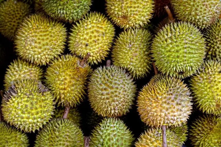 5 Manfaat Durian Bagi Kesehatan, Mulai Anemia Sampai Kangker