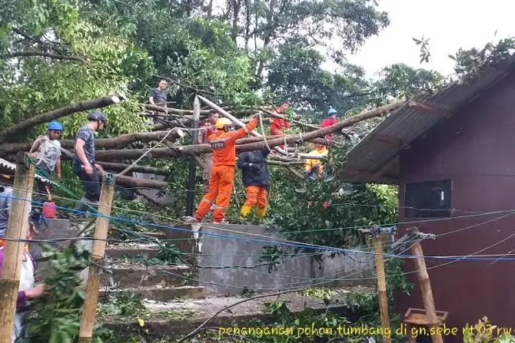Diterjang Angin Kencang, 11 Rumah di Kota Tasikmalaya Tertimpa Pohon