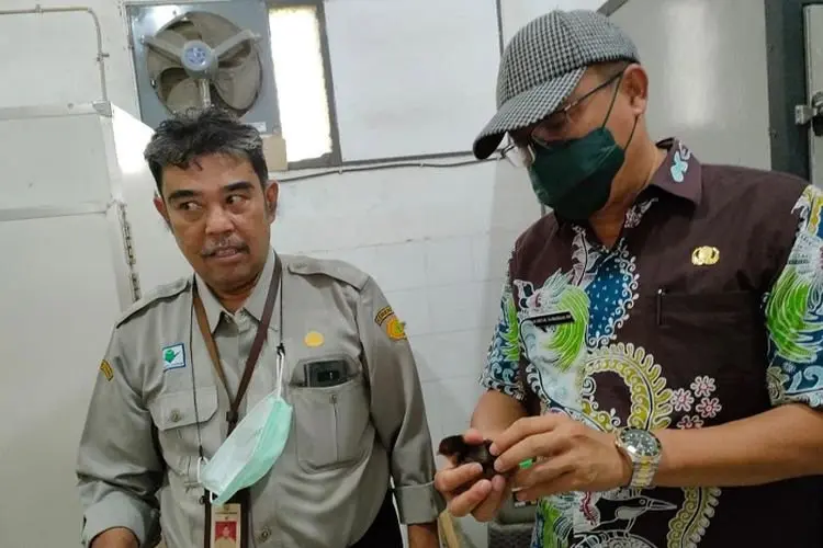 Demi Inovasi, Diskanak Kabupaten Bogor Kerjasama dengan Balitnak dan IPB University