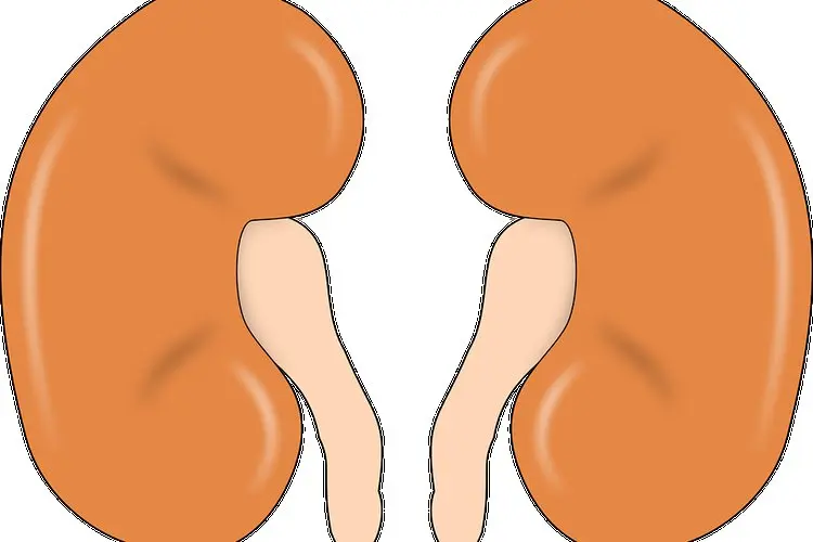 Mudah Dicari, Ini 13 Makanan yang Bisa Dikonsumsi Selama Pengobatan Batu Ginjal
