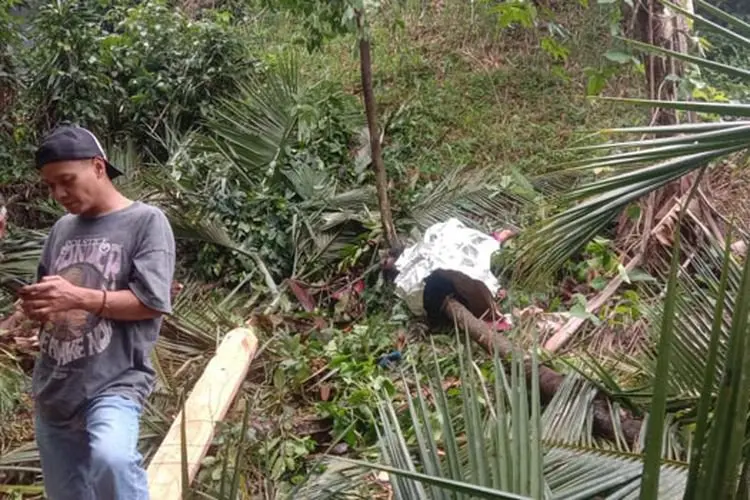 Di Kota Bogor, Tukang Tebang Pohon Tewas Tertimpa Pohon Pinang