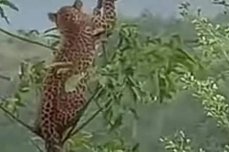 Warga Digegerkan Temuan Macan Tutul di Kampung Carulang Sagara Cibalong Garut