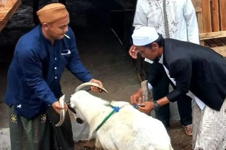 Pusat Pembibitan Domba Bakal Dibangun di Desa Sipak Jasinga Kabupaten Bogor