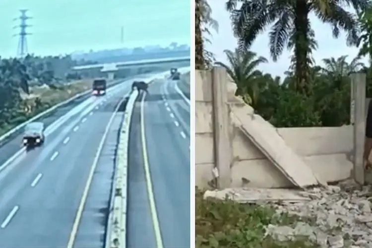 Heboh Gajah Masuk Tol Pekanbaru-Dumai, Ternyata Ini Penyebabnya