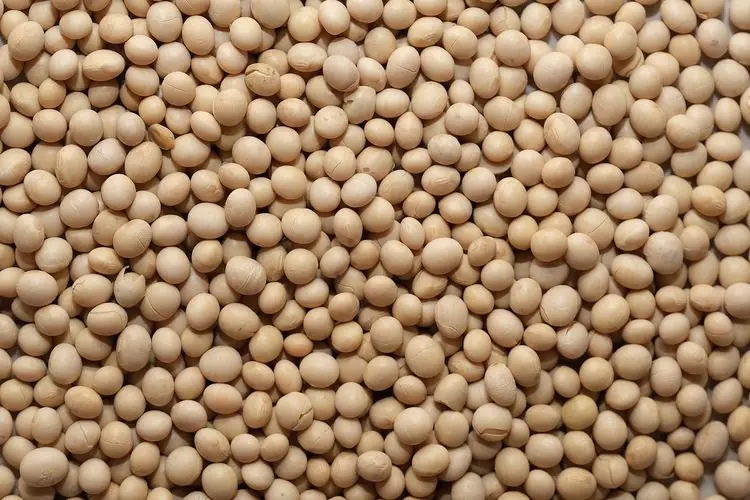 Kendati Mengalami Kenaikkan, Disdagin Klaim Stok Kacang Kedelai di Garut Aman