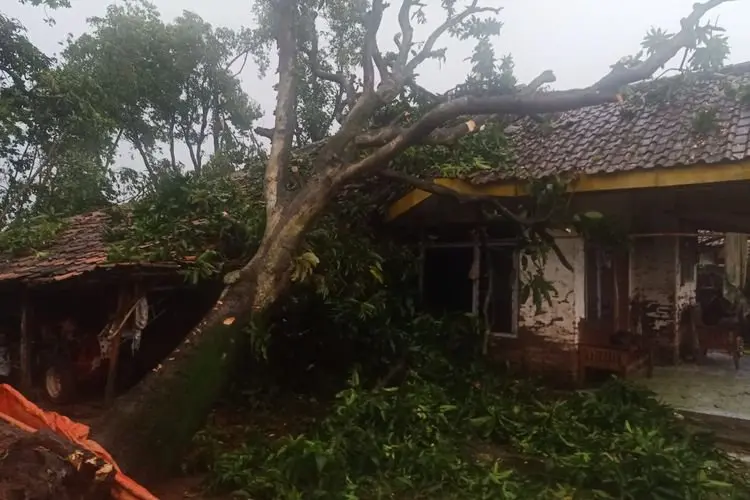 Indramayu Dihantam Hujan Angin Pohon Bertumbangan