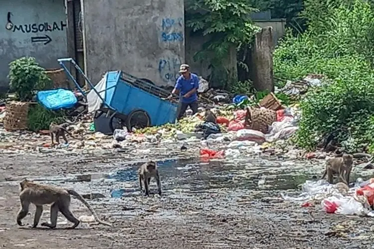Monyet vs Manusia di Bogor, Monyet Kelaparan Lalu Turun ke Pemukiman dan Pasar