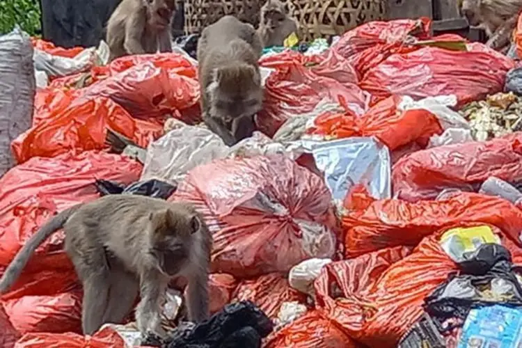 BBKSDA Jawa Barat dan IAR Bogor Batal Tangkap Monyet Ekor Panjang di Ciampea