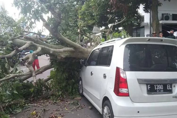 Angin Kencang di Bogor Akibatkan Empat Pohon Tumbang dan Timpa Mobil