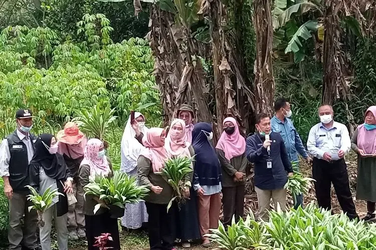Peringati Hari Perempuan Internasional, DKPP Gelar Panen Raya di Tujuh KWT