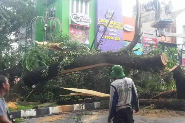 Bandung Diguyur Hujan Deras Disertai Angin Sebabkan Pohon Tumbang