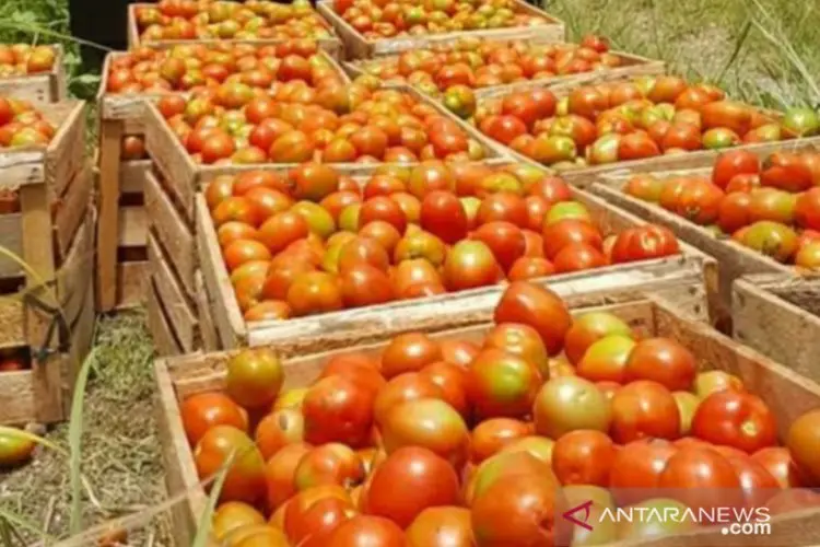 Petani KBB Kecewa Harga Tomat Anjlok, Minta Pemkab Carikan Solusi