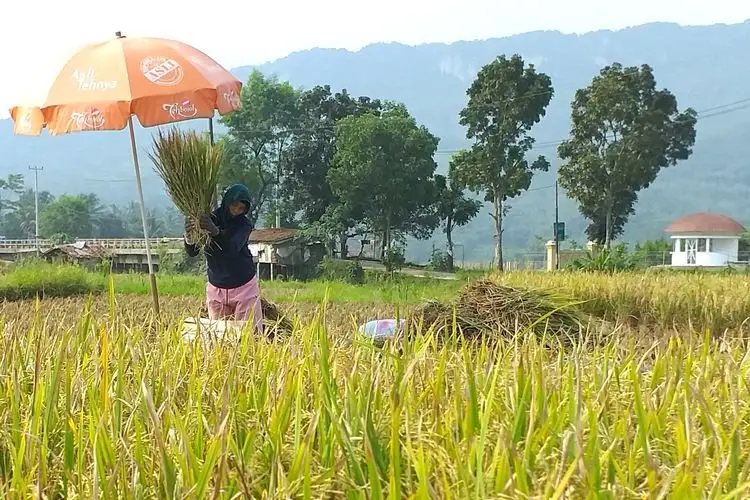 Tingkatkan Pembelian Beras Carita Makmur, Kadustanhorbun Harap Pegawai BUMD Ikut Membeli